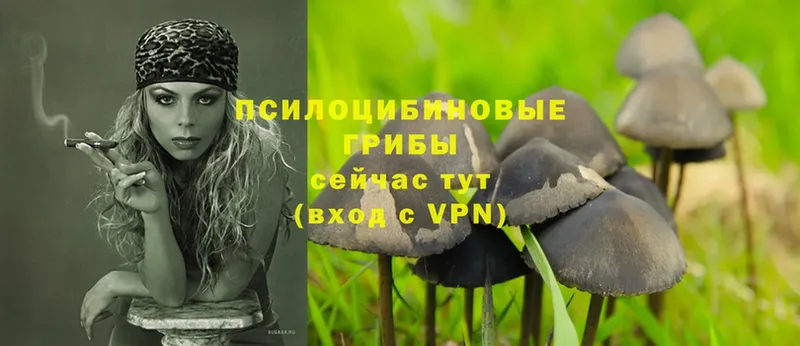 Псилоцибиновые грибы Psilocybe  Приволжск 